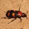 Image of What is the status of the American burying beetle?
