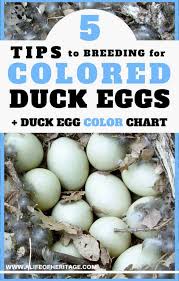 5 Tips To Breeding For Colored Ducks Eggs Duck Egg Color