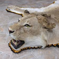 african lion rug perkins taxidermy