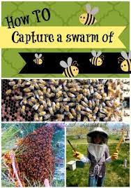 More than 40 years later, warren is still raising bees in his backyard. How To Capture A Swarm Of Bees Bee Keeping Bee Swarm Backyard Bee