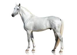 white horse images browse 691 224