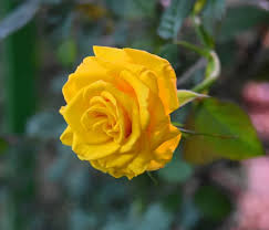yellow rose stock photos