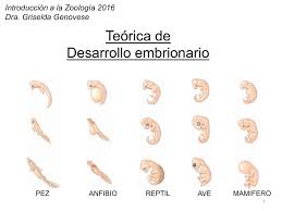Resultado de imagen para Desarrollo Embrionario