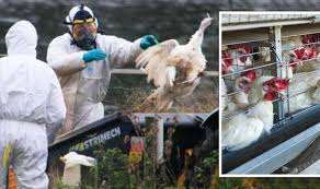 Avian flu, or bird flu, refers to a group of diseases that result from infections with specific influenza viruses. 9 S9wq G0twvbm
