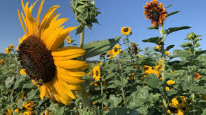 conner prairie debuts 3 acre sunflower