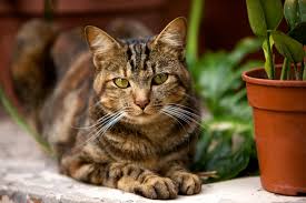 Which Plants Are Poisonous For Cats