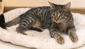 What is a tabby kitten? What Is A Mackerel Tabby Cat Five Things You Didn T Know