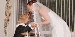 Image result for marrying a dog