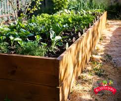 How To Start A Raised Bed Garden The