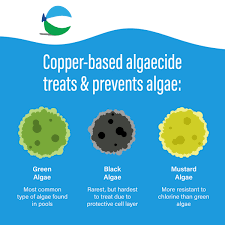 poolife algaekill ii algae