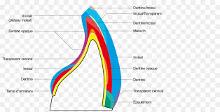 Dental Porcelain Ceramic Tooth Dentistry Cellular Color Chart