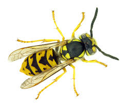 The Essential Guide To Wasps Ehrlichs Debugged Blog
