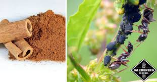 ants in your vegetable garden