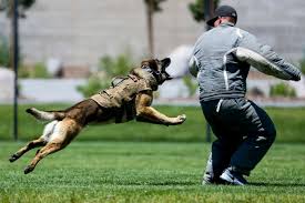 Opinion | Don&#39;t overlook one of the most brutal and unnecessary parts of  policing: Police dogs - The Washington Post