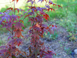 anese maple varieties with great foliage