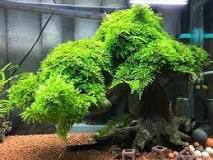 How can I make my Christmas moss grow faster?
