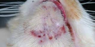 acne in cats urban veterinary