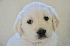 To get started click here. 9 Reasons Why Your Puppy Is Crying And How To Get Them To Stop Golden Hearts