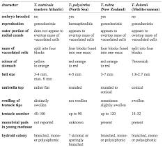 Turritopsis Nutricula Phylogeny