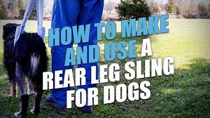 rear leg sling for dogs