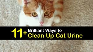 6 diy homemade cat urine stain odor