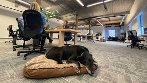 Some Calgary Offices Now Pet Friendly
