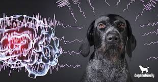 can dog food cause seizures dogs