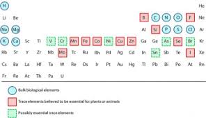 the essential metals for humans a
