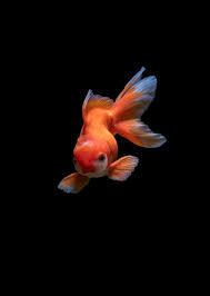 Fish Wallpapers: Free HD Download [500+ ...