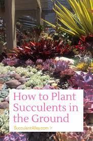 Planting Succulents