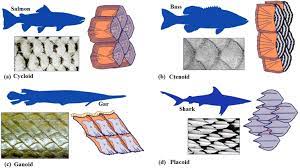 mechanical properties of fish scales