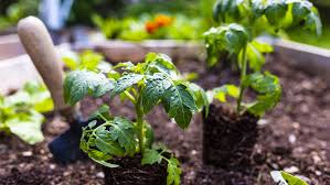 Small Space Vegetable Gardening Tips