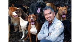 Stories of the dogs who changed my life. Dog Whisperer With Cesar Millan Family Edition Tv Review