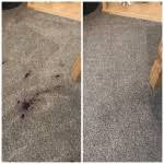 wirral carpet cleaning ltd carpet
