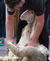 sheep shearing fc supplies