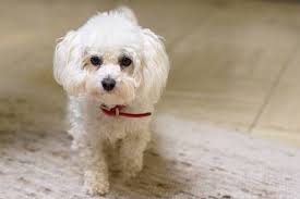 white toy poodle pictures info care