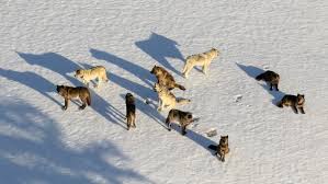 Reddit's community for all things wolf! Idaho Senate Oks Bill To Kill Up To 90 Of Wolves In State Ktvb Com