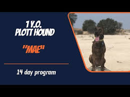 Видео plott hound