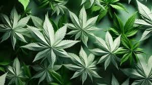weed wallpaper stock photos images and