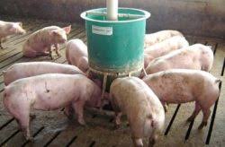 pig feeder 4 5 bushel finishing
