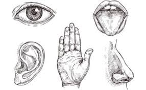 Making Sense of Your Five Senses - Ask The Scientists
