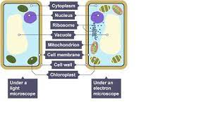 Diagram of a plant cell. Revise Cell Structures With Bbc Bitesize For Edexcel Gcse Combined Science Cell Structure Cell Wall Cell Membrane