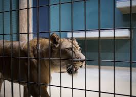 heartbreaking photos of zoo s