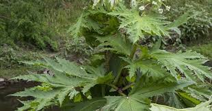 Giant Hogweed Is Spreading In Heatwave What You Need To Know About