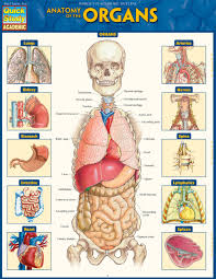 Anatomy Of The Organs Laminated Study Guide 9781423234630