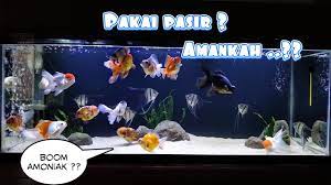 bolehkah aquarium ikan mas koki pakai