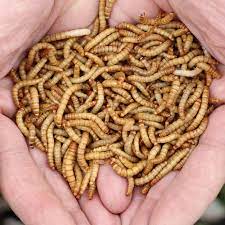Mealworms For 1000 Count