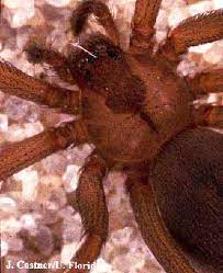 brown recluse spiders in florida