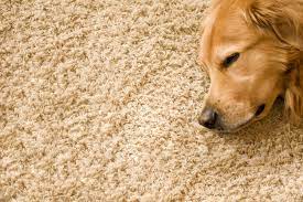 how to handle pet stains in the carpet