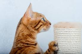 my cat lick his scratching post